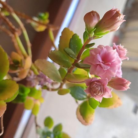 شقة Casa Stella كاستل دي سانجرو المظهر الخارجي الصورة